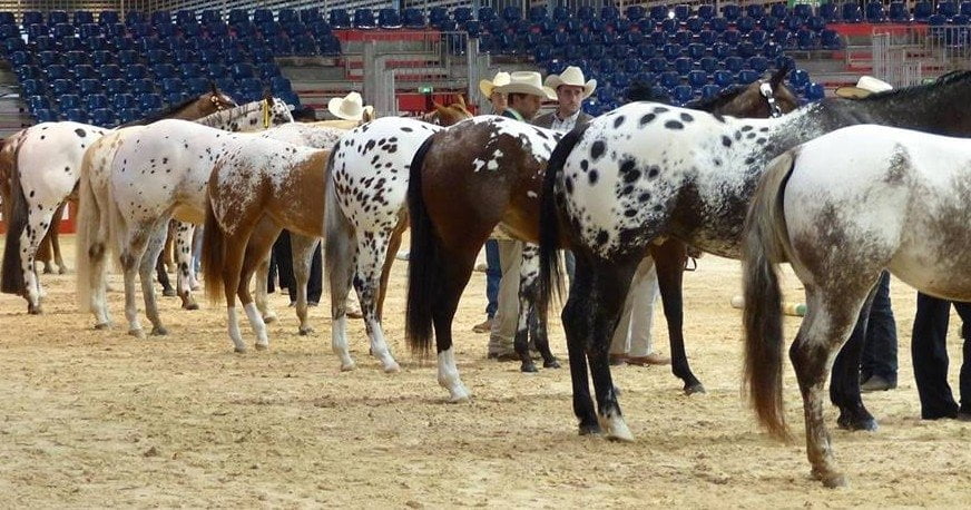 Appaloosa, cheval docile et polyvalent, utilisé équitation de loisir et en concours